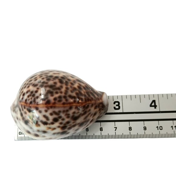 Cypraea Tigris Cowrie Shell 3"x 2" Beach Crafts Cottage Ocean Decor Sea Shell - Picture 6 of 11
